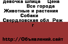 девочка шпица  › Цена ­ 40 000 - Все города Животные и растения » Собаки   . Свердловская обл.,Реж г.